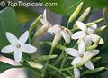 Brown Gardenia ، Atractocarpus fitzalanii
